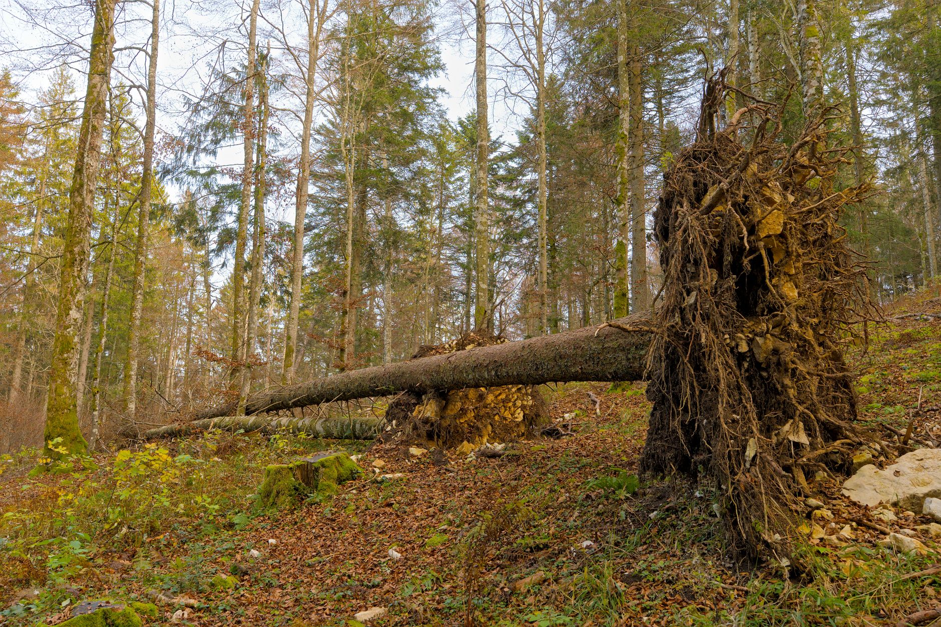 Enlèvement arbre urgence équipe à Aubagne
